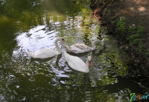 Лебеди в городском парке