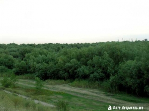 Астраханский лес на о. Городском